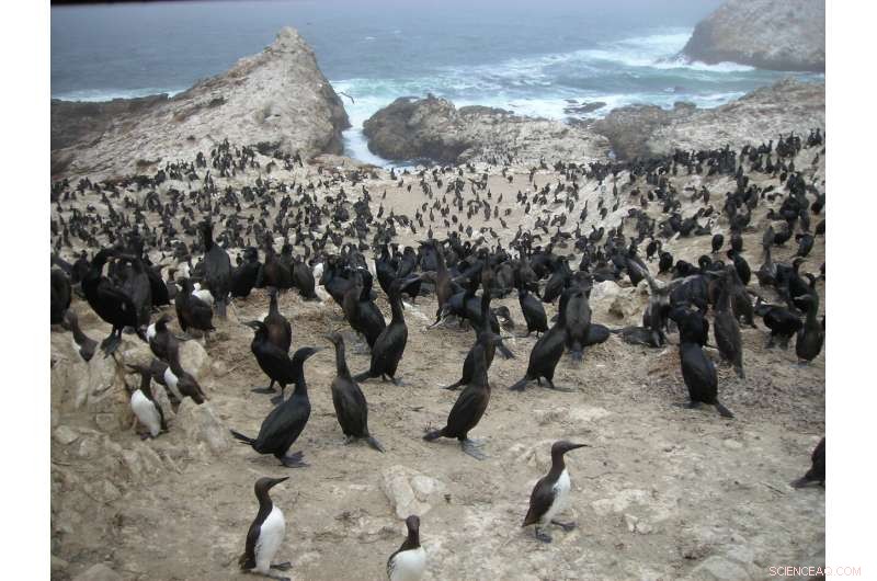 Invasive House Mice Reshape Farallon Islands: New Study Reveals Dietary Impacts