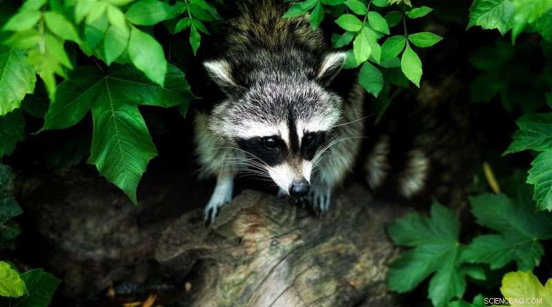 Raccoons: Urban Adaptors & Masterminds of the Trash Can