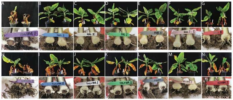 Revolutionary Method to Grant TR4 Fungus Resistance to Cavendish Bananas
