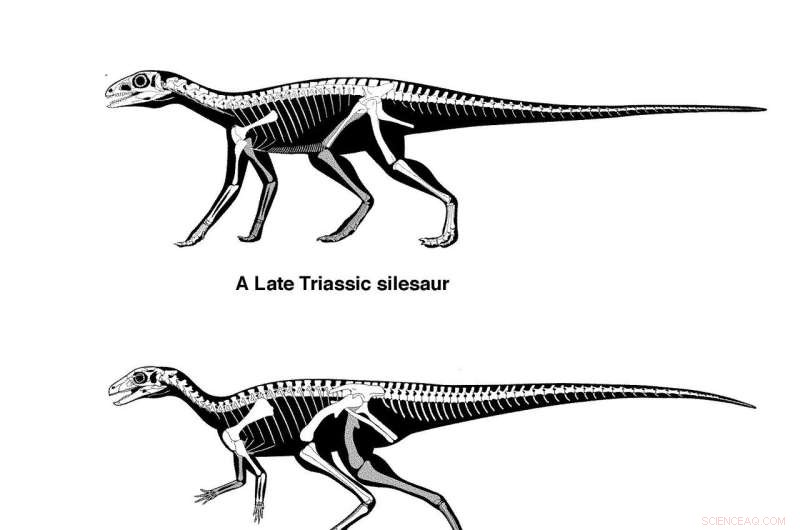 New Study Reveals Bird-Hipped Dinosaurs Evolved from Silesaur Ancestors