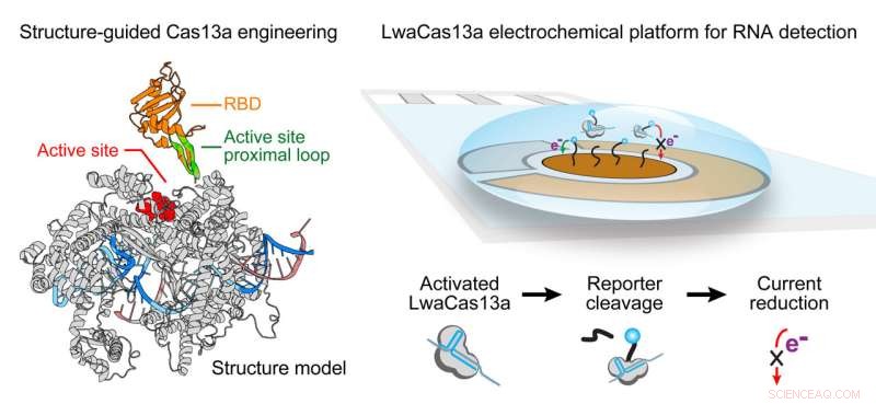 CRISPR-Based RNA Editing Tool Offers Rapid, Ultra-Sensitive COVID-19 Detection