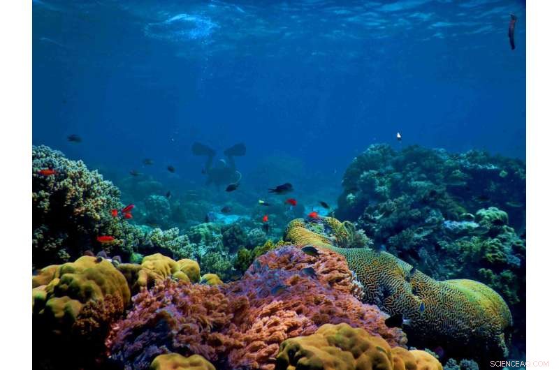 Evolution Offers Hope: Protecting Coral Reefs to Enable Climate Resilience
