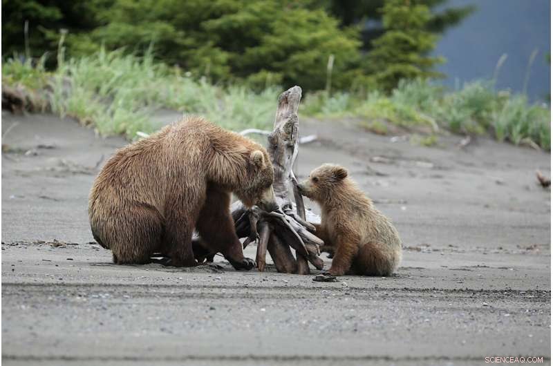 Alaskan Brown Bears Achieve Similar Size Across Diverse Diets Thanks to Gut Microbiomes