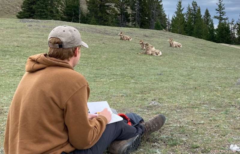 Study Finds Smaller Horns in Female Bighorn Sheep Reduce Reproductive Fitness