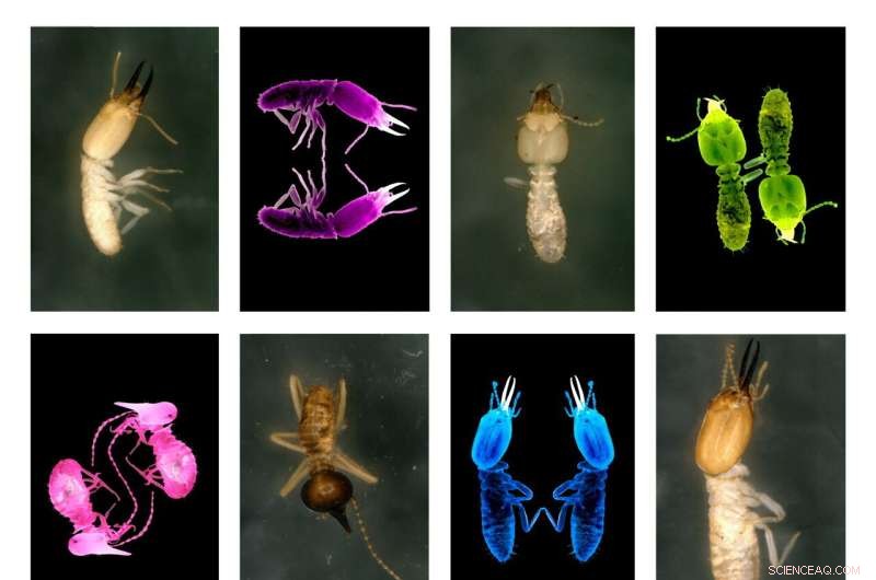 Termites: Unsung Architects of Ecosystem Resilience