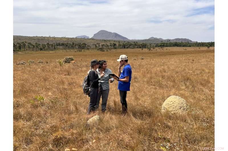 Termites: Unsung Architects of Ecosystem Resilience