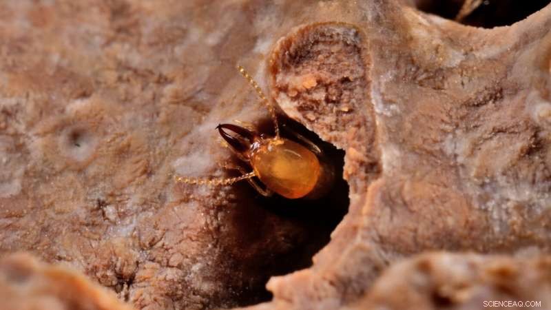 Termites: Unsung Architects of Ecosystem Resilience