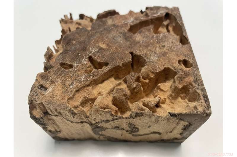 Termites: Unsung Architects of Ecosystem Resilience