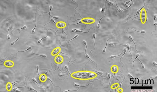 Sperm Clusters Navigate Fluid Currents More Efficiently