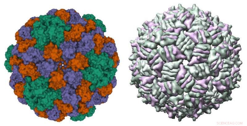 Distant Viruses Share a Common Self‑Assembly Mechanism