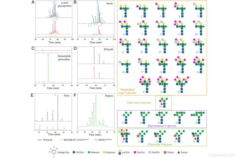 Human Gut Microbes: Enzymatic Breakdown of Plant Sugars