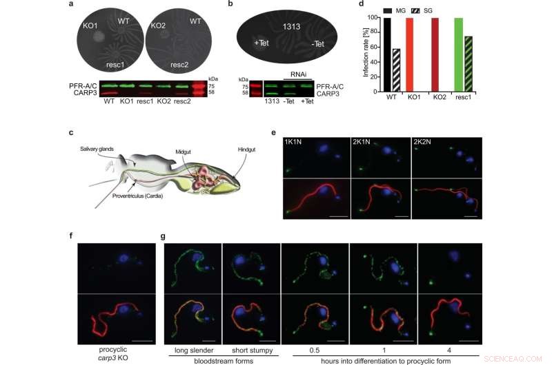African Sleeping Sickness: Unveiling How Trypanosoma brucei Colonizes Tsetse Flies