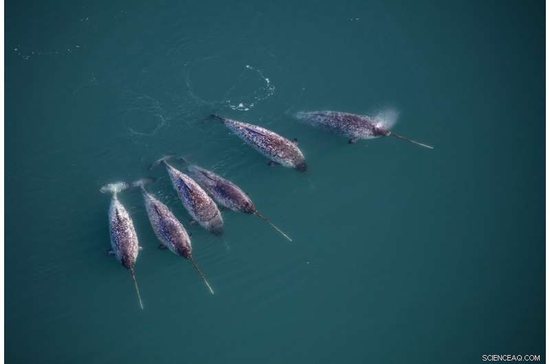Decoding Narwhal Behavior: How Chaos Theory Reveals Hidden Patterns