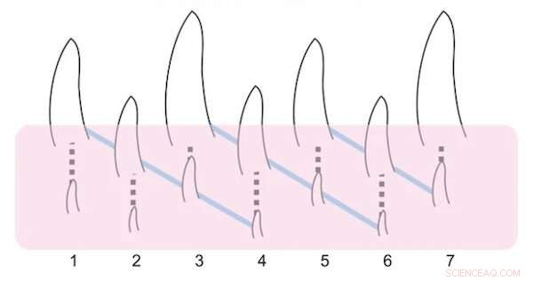 The Human Tooth Replacement Cycle: Why We Have Two Sets and What It Means for Dental Evolution