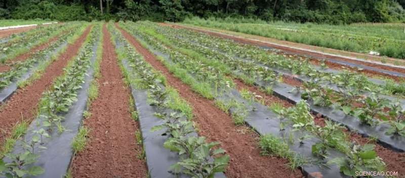 Biodegradable Plastic Mulch: A Climate‑Smart Solution for Sustainable Agriculture