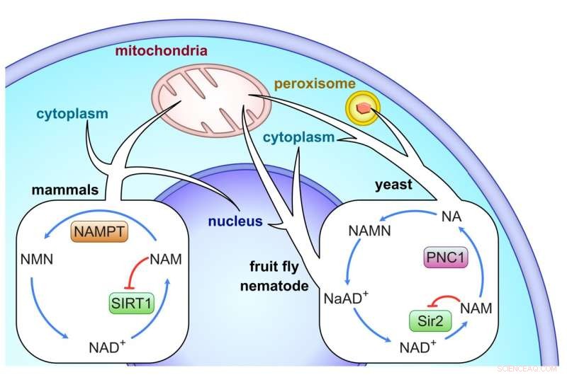 Unveiling Sirtuin Longevity Proteins in Early Animal Evolution