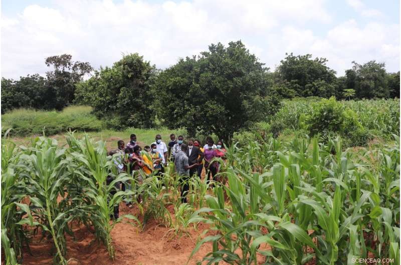 Balanced Fertilization: The Cornerstone for Sustainable Maize and Rice Yields in Africa