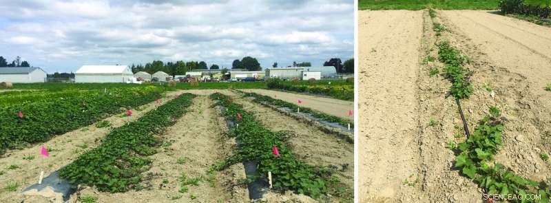 How to Grow Sweet Potatoes in Washington: Proven Techniques & Tips