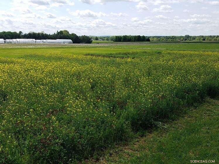 Mixed Cover Crops Sequester Soil Carbon, Aiding Climate Change Mitigation