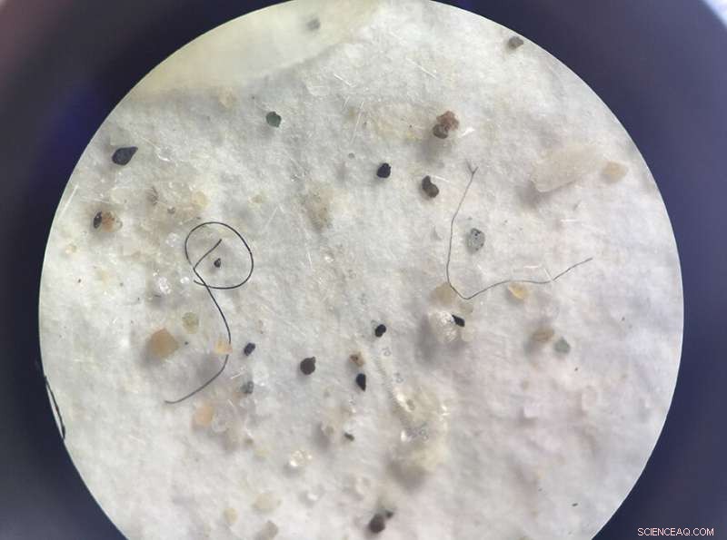 Study Reveals 75% of Commercial Fish in Southern New Zealand Contain Microplastics