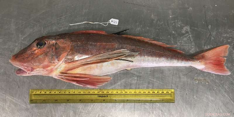 Study Reveals 75% of Commercial Fish in Southern New Zealand Contain Microplastics