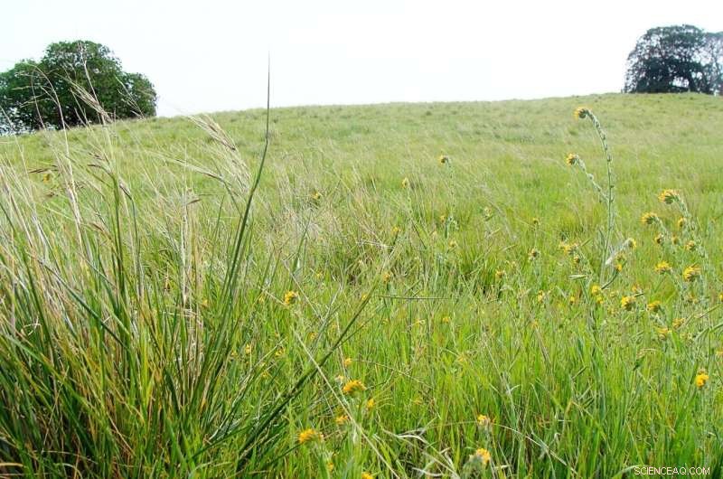 Natural Livestock Management Safeguards California s State Grass