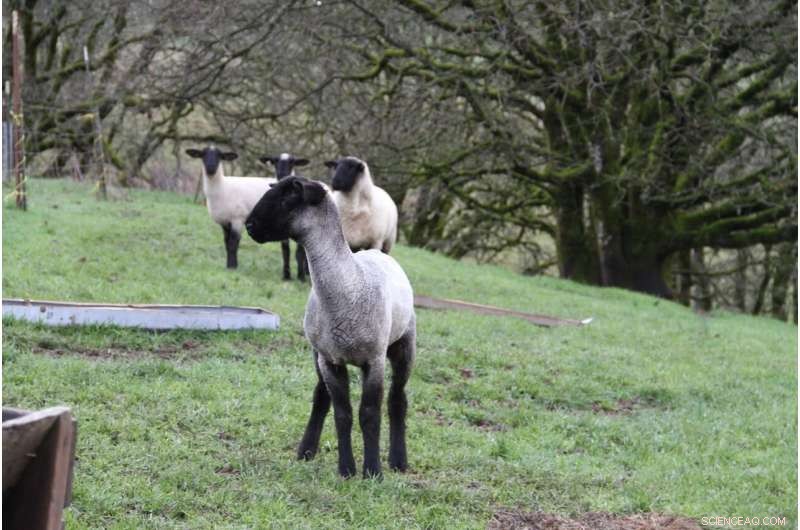 Study Confirms Hemp Byproducts as Safe, Nutritious Feed for Lambs