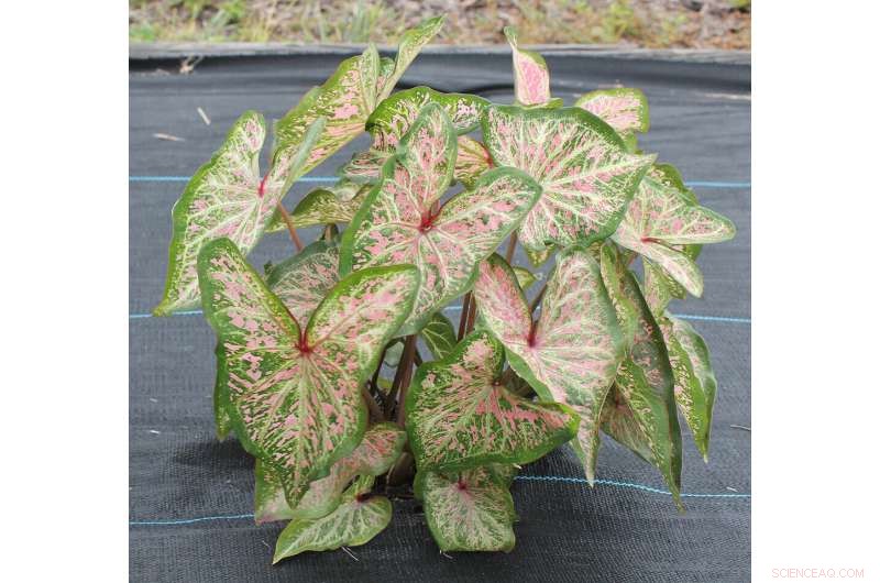 New Caladium Varieties for Containers and Landscapes