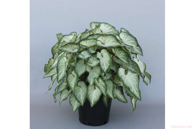 New Caladium Varieties for Containers and Landscapes