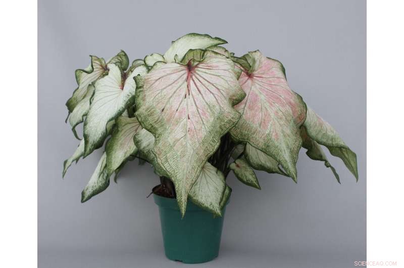 New Caladium Varieties for Containers and Landscapes