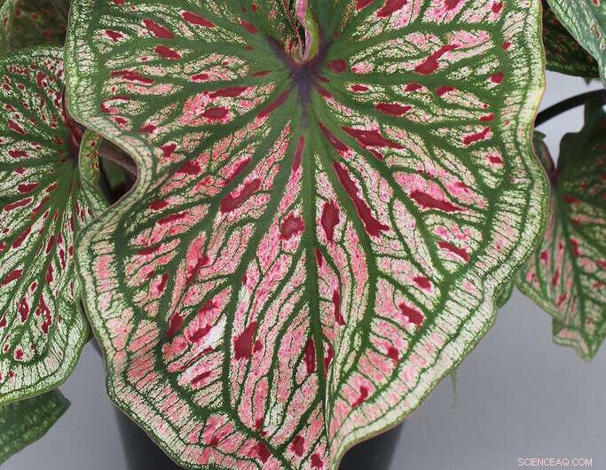 New Caladium Varieties for Containers and Landscapes