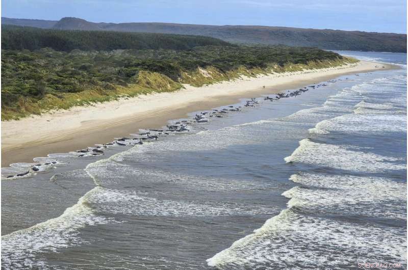 Tasmania Reports Over 200 Stranded Whales Lost in Rough Seas