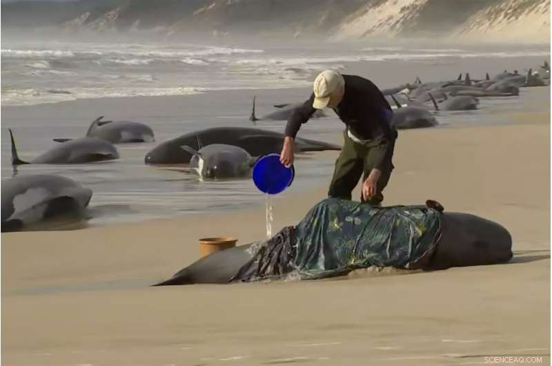 Tasmania Reports Over 200 Stranded Whales Lost in Rough Seas