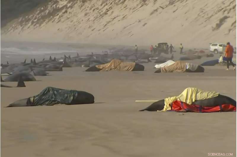 Tasmania Reports Over 200 Stranded Whales Lost in Rough Seas