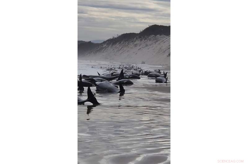 Tasmania Reports Over 200 Stranded Whales Lost in Rough Seas