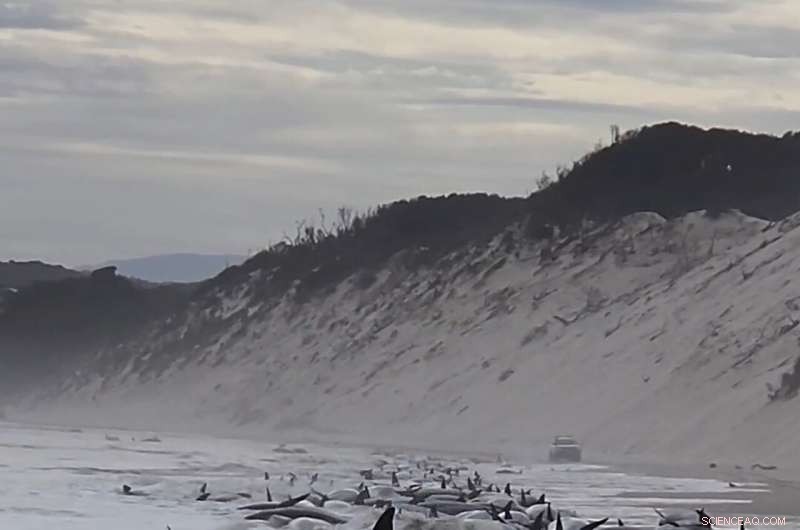 Tasmania Reports Over 200 Stranded Whales Lost in Rough Seas