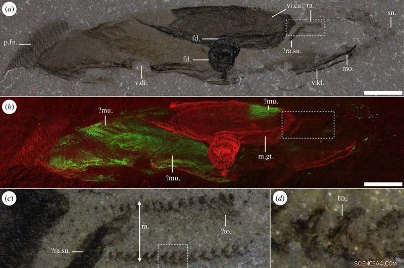 New Discovery: Alien Goldfish May Be a Mollusk, Offering Fresh Insights into Extraterrestrial Life