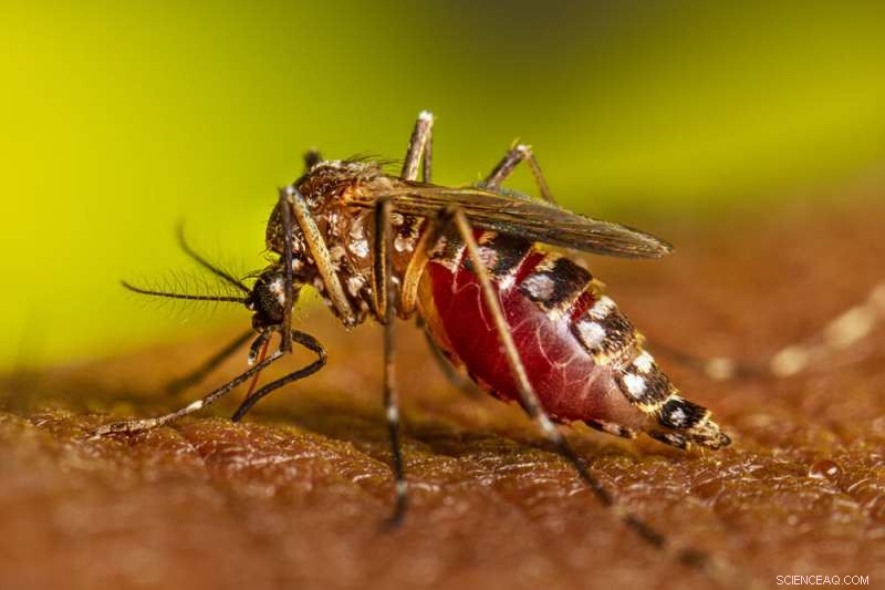 Scientists Identify Skin Chemicals That Attract Disease-Carrying Mosquitoes