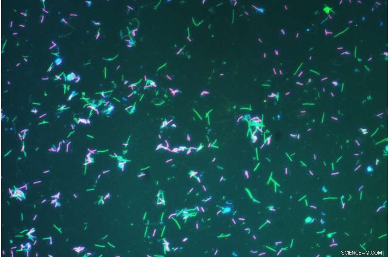 Scientists Reveal New Naming System for the Majority of Earth s Microorganisms