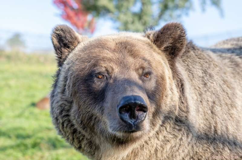 Eight Proteins Reveal How Hibernating Bears Regulate Insulin—Potential Diabetes Breakthrough