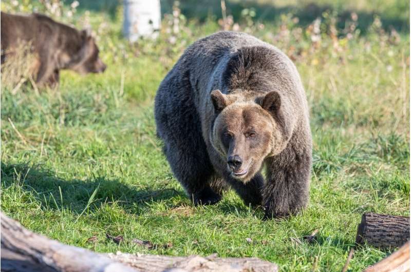 Eight Proteins Reveal How Hibernating Bears Regulate Insulin—Potential Diabetes Breakthrough