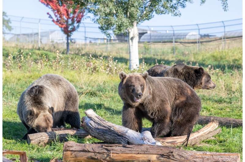 Eight Proteins Reveal How Hibernating Bears Regulate Insulin—Potential Diabetes Breakthrough