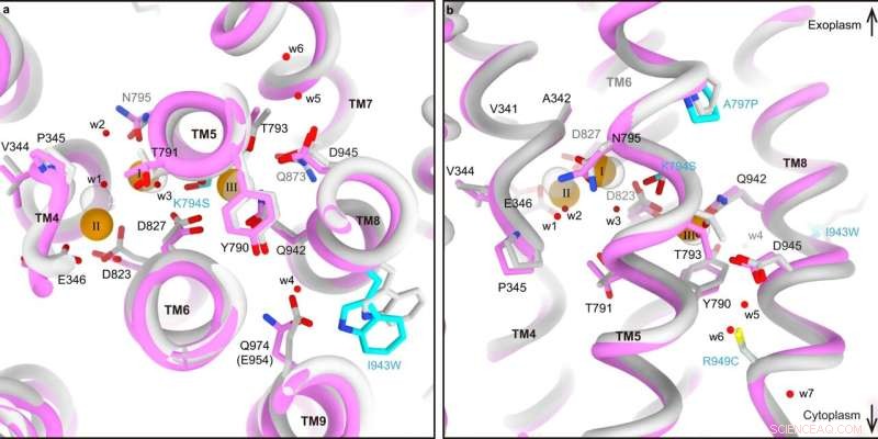 New Study Reveals Salt Transport Mechanisms, Offering Hope for Cystic Fibrosis Treatment