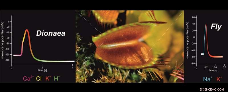 Unveiling the Ion Dynamics Behind the Venus Flytrap’s Rapid Action Potentials