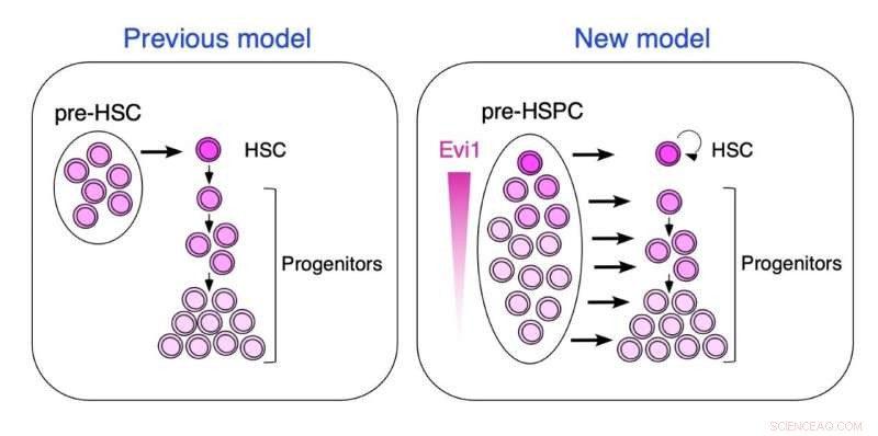 Embryonic Blood Cells Develop Independently of Stem Cells