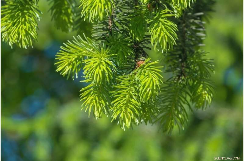 Will Human Intervention Save Trees from Climate Change?