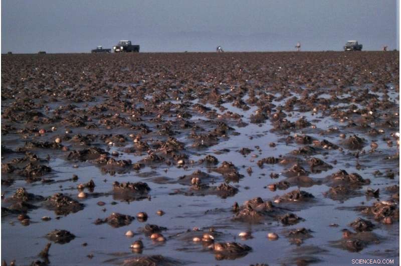 Cleaner Water Linked to Smaller, Shorter‑Lived Cockles in South Wales Estuaries
