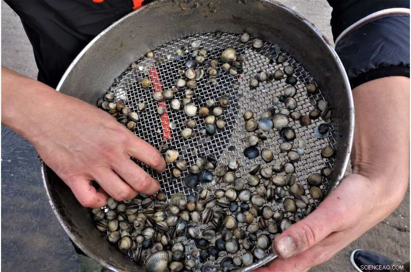 Cleaner Water Linked to Smaller, Shorter‑Lived Cockles in South Wales Estuaries