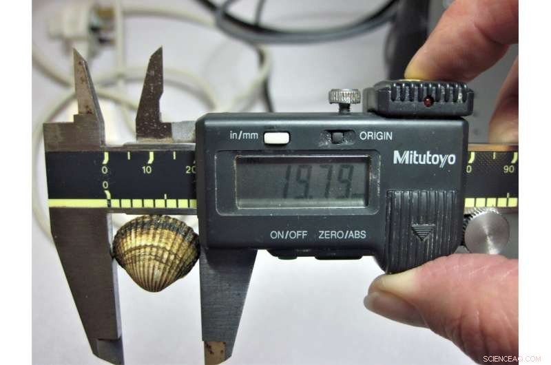 Cleaner Water Linked to Smaller, Shorter‑Lived Cockles in South Wales Estuaries