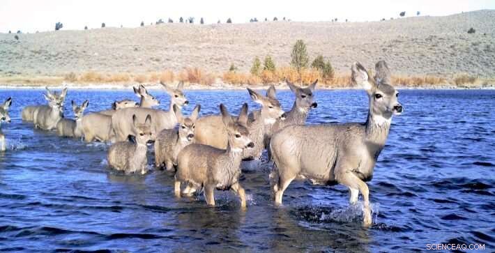 How Researchers Predict Mule Deer Migration Paths Without GPS Collars